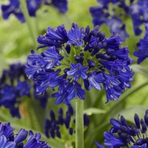 Agapanthe Midnight Sky Everpantus ® - Leaderplant