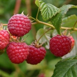 Framboisier Tulameen (non remontant) - Leaderplant