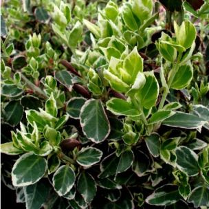 Fusain Emerald Gaiety - Leaderplant