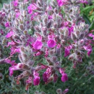 Germandrée maritime - Teucrium - Leaderplant