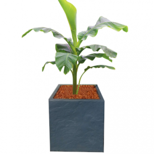 KIT Bananier rustique avec bac pour balcon - Leaderplant