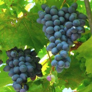 Vigne raisin de table Muscat de Hambourg - Leaderplant